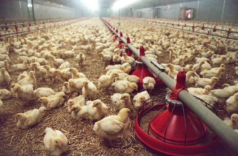 Red meat a luxury? Why Pakistan is turning to chicken