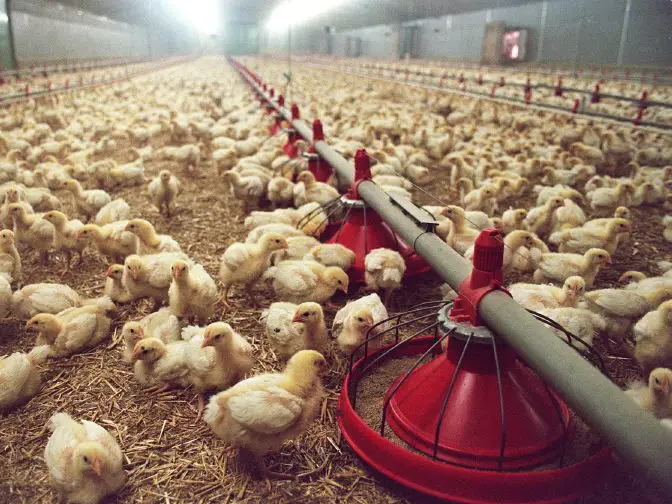 Red meat a luxury? Why Pakistan is turning to chicken Red meat a luxury? Why Pakistan is turning to chicken