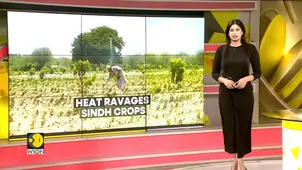 Pakistan Water Crisis: Extreme Heat Ravages Sindh Crops