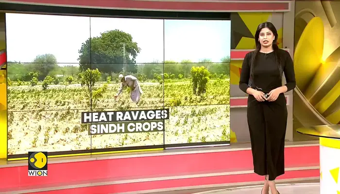 Pakistan Water Crisis: Extreme Heat Ravages Sindh Crops