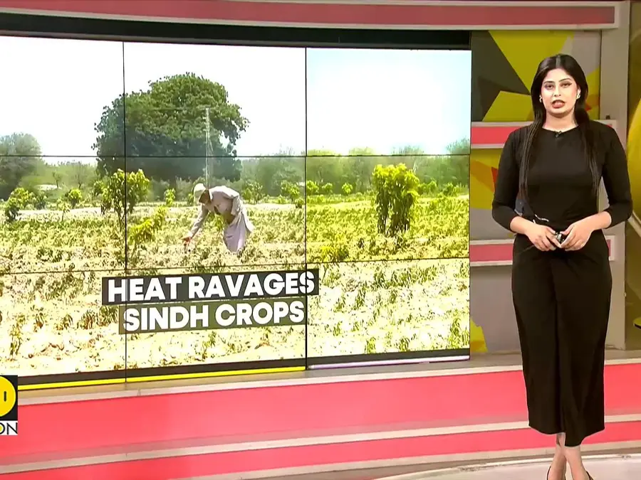 Pakistan Water Crisis: Extreme Heat Ravages Sindh Crops