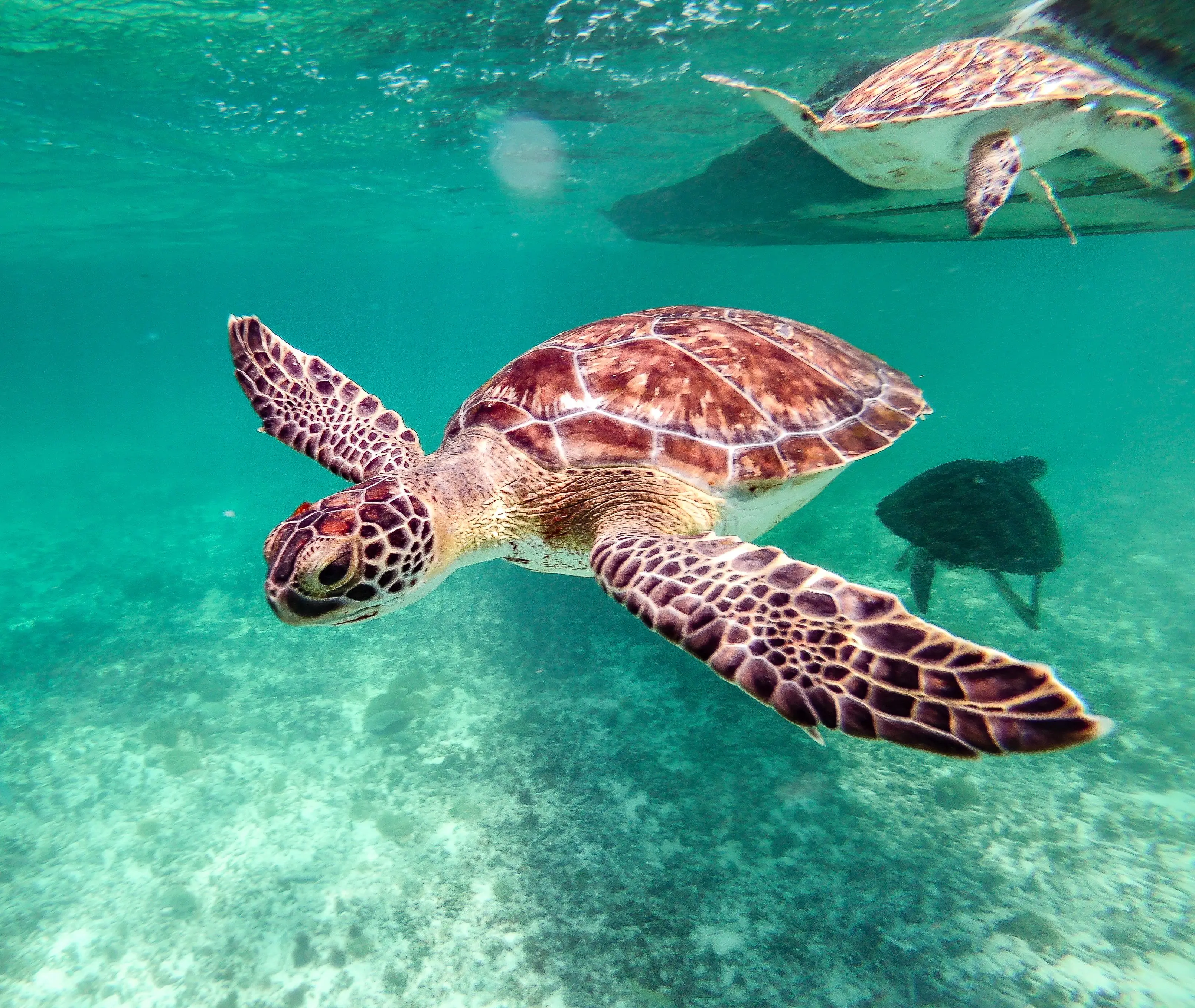 China maritime espionage: Beijing claims foreign 'spy turtles' are mapping out sea secrets