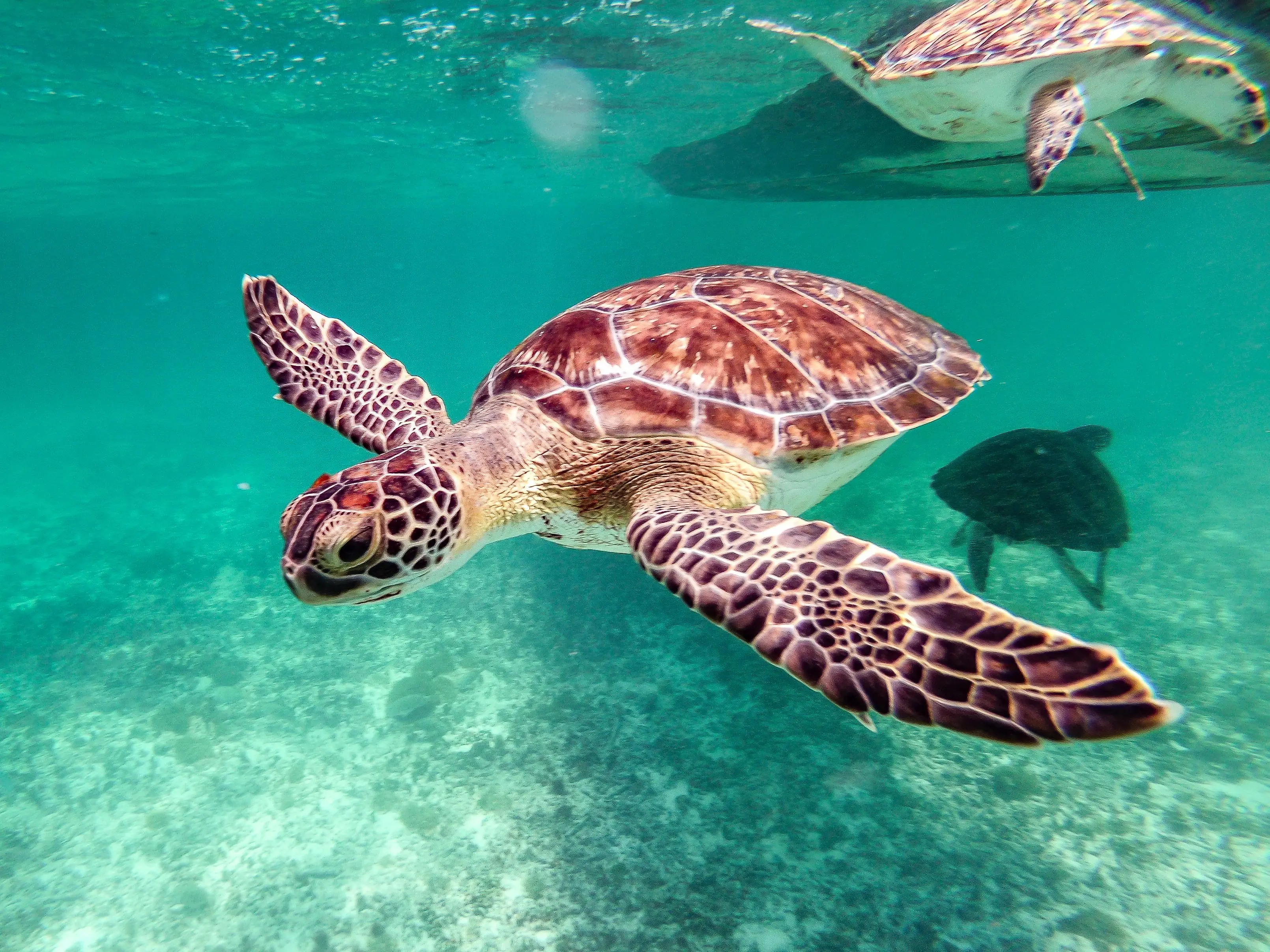 China maritime espionage: Beijing claims foreign 'spy turtles' are mapping out sea secrets China maritime espionage: Beijing claims foreign 'spy turtles' are mapping out sea secrets