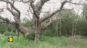 Sherwood Forest’s 1,200-Year-Old Major Oak Tree Dies