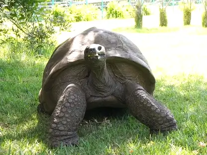 Born during queen Victoria's reign: 194-yr old tortoise named Guinness World Records ICON for 2026 - VIDEO Born during queen Victoria's reign: 194-yr old tortoise named Guinness World Records ICON for 2026 - VIDEO