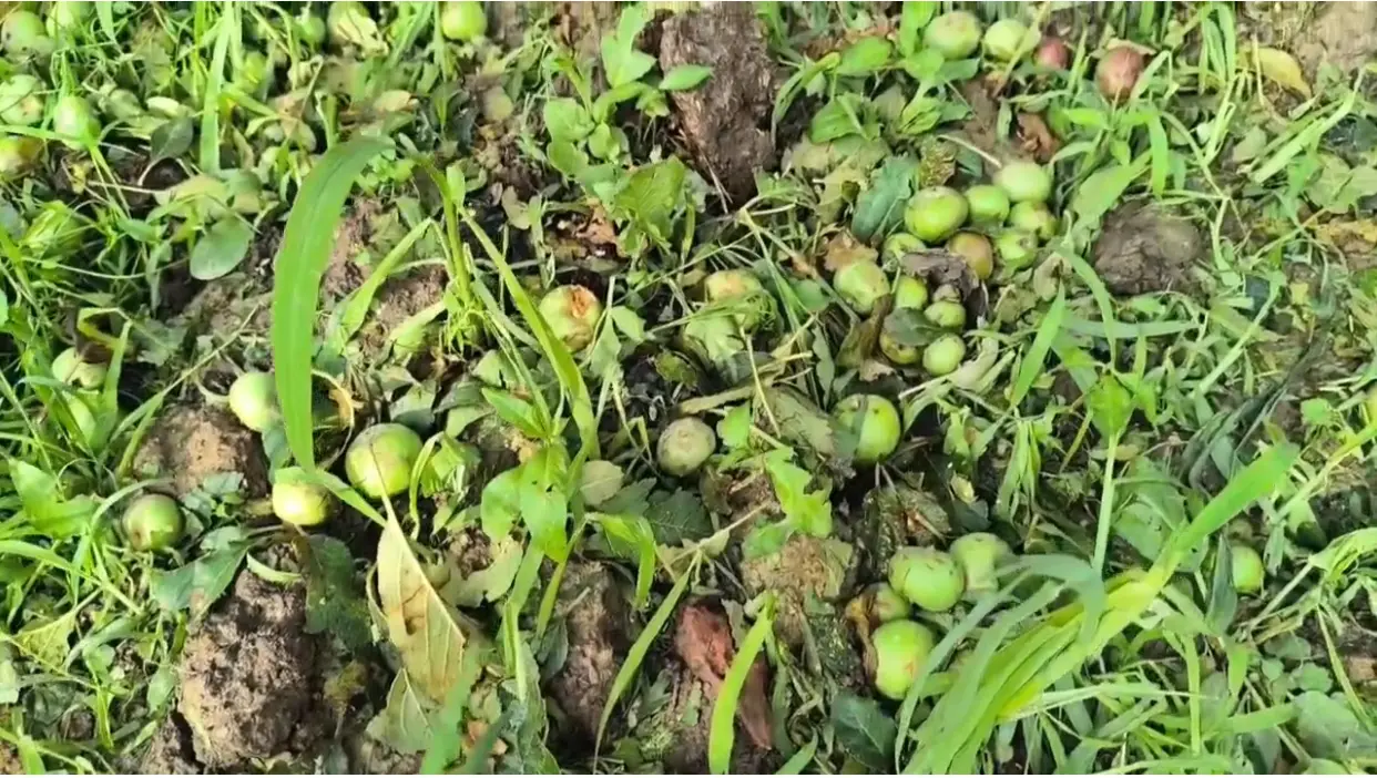 Widespread apple premature drop triggers government inquiry in south Kashmir