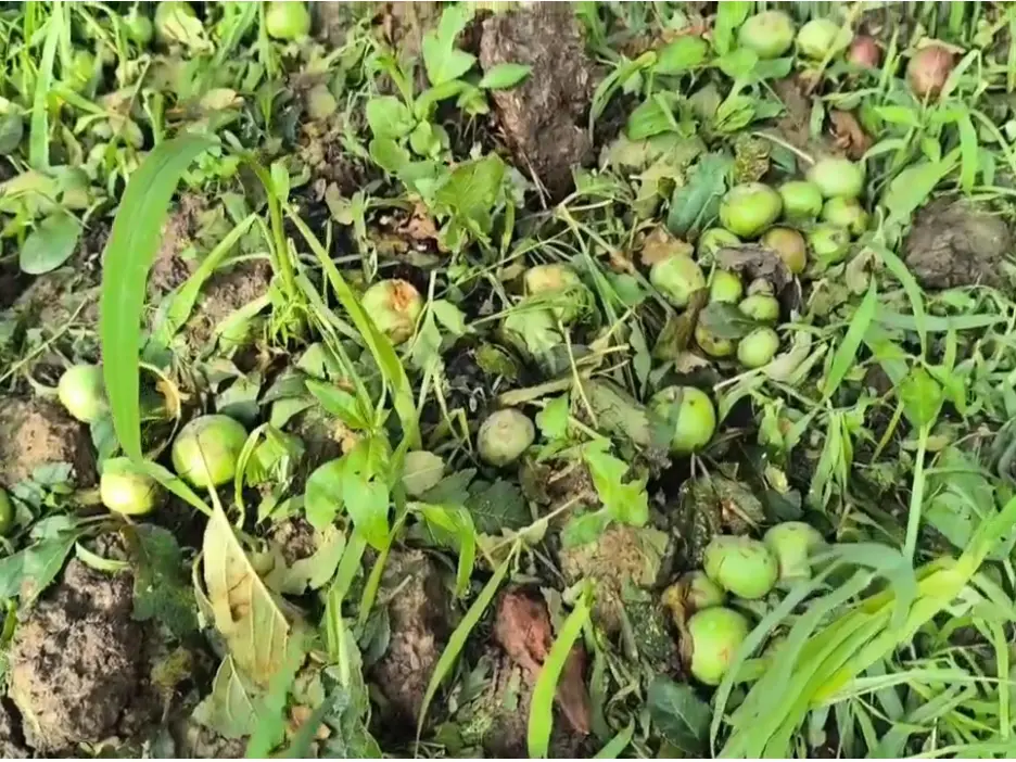 Widespread apple premature drop triggers government inquiry in south Kashmir Widespread apple premature drop triggers government inquiry in south Kashmir