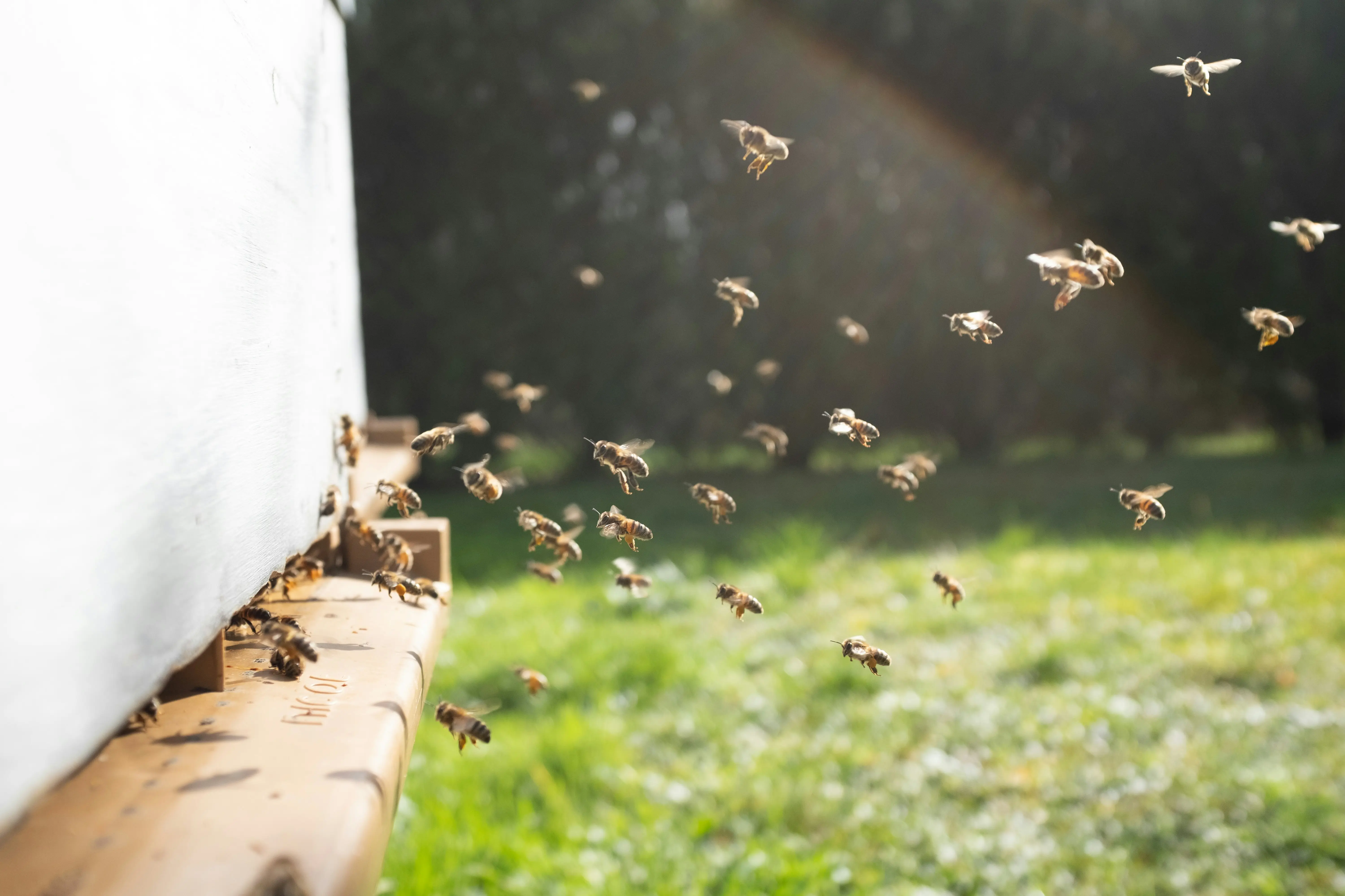 Do honey bees have their own unique flight routes? Scientists reveal surprising truth