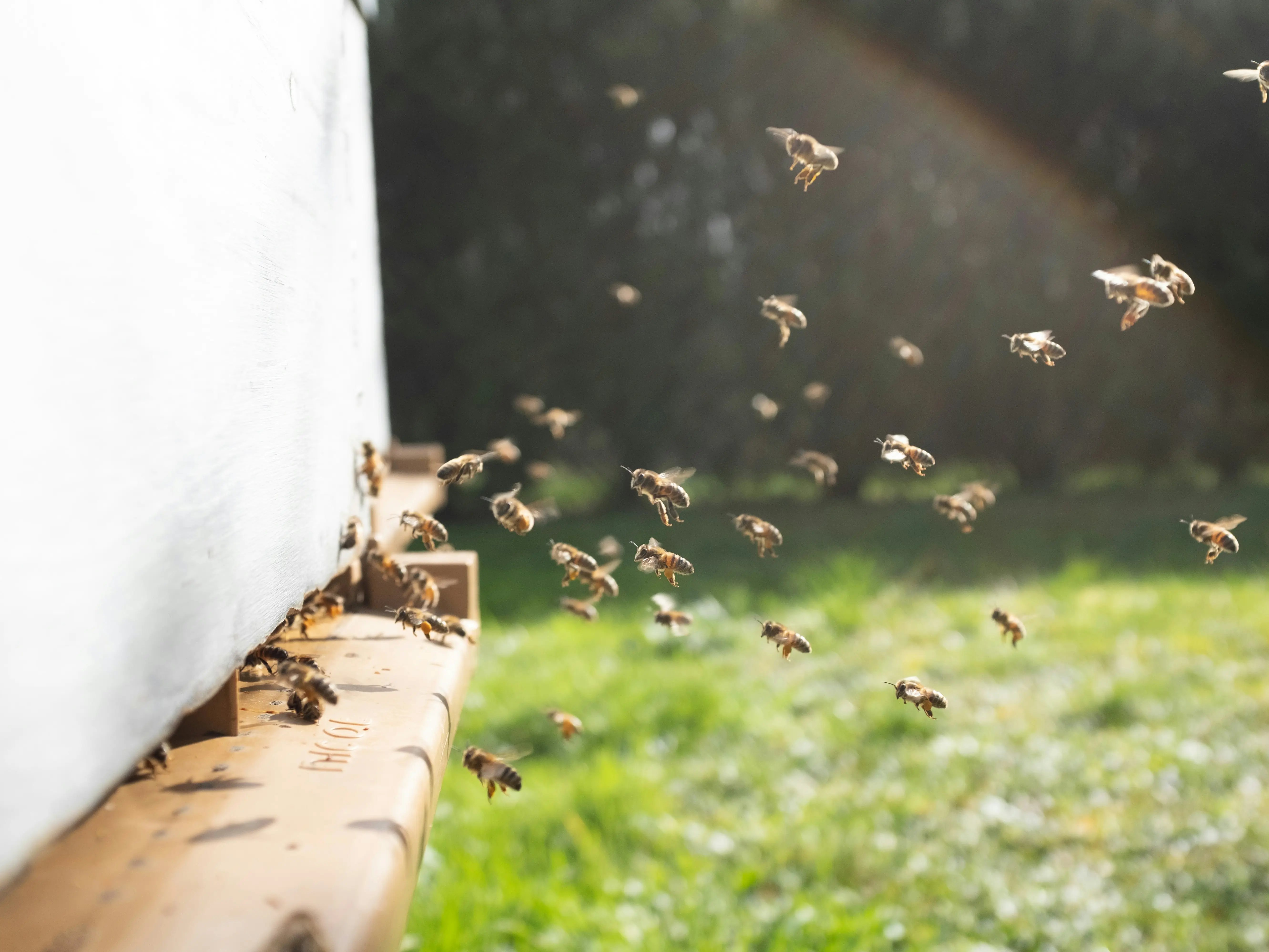 Do honey bees have their own unique flight routes? Scientists reveal surprising truth Do honey bees have their own unique flight routes? Scientists reveal surprising truth