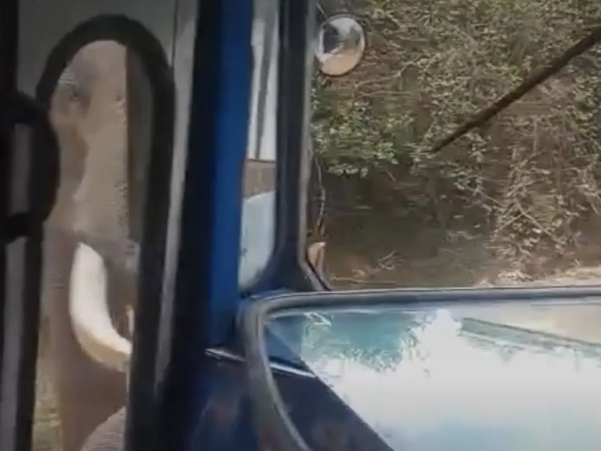 Watch: Wild elephant attacks Air Force bus in Sri Lanka, passengers escape unhurt