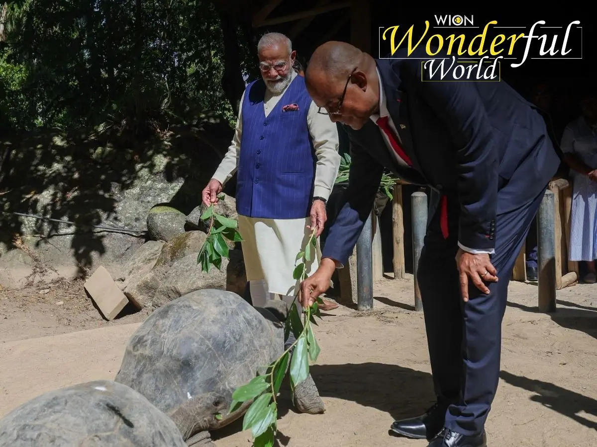 WION Wonderful World | What is the Aldabra giant tortoise? Meet one of longest living spices PM Modi visited in Seychelles
