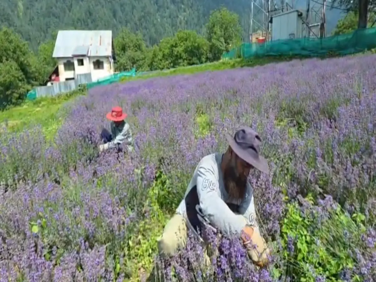 LoC border villages get lavender push as government promotes medicinal crops