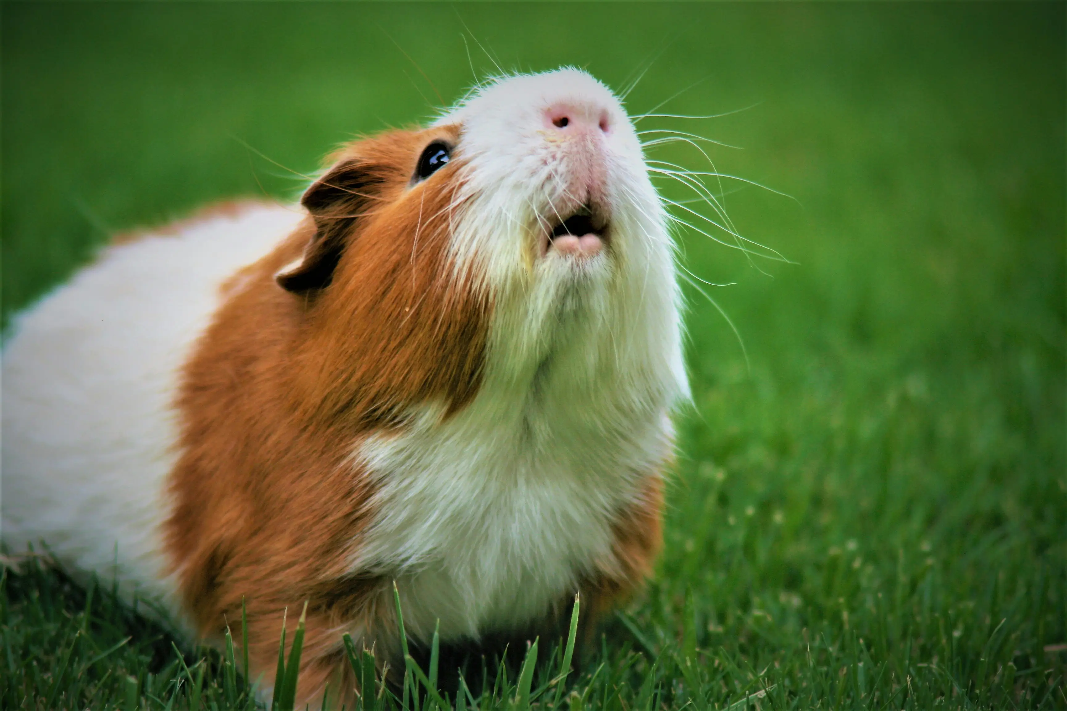 Couple says they will be raising and eating guinea pigs to live sustainably