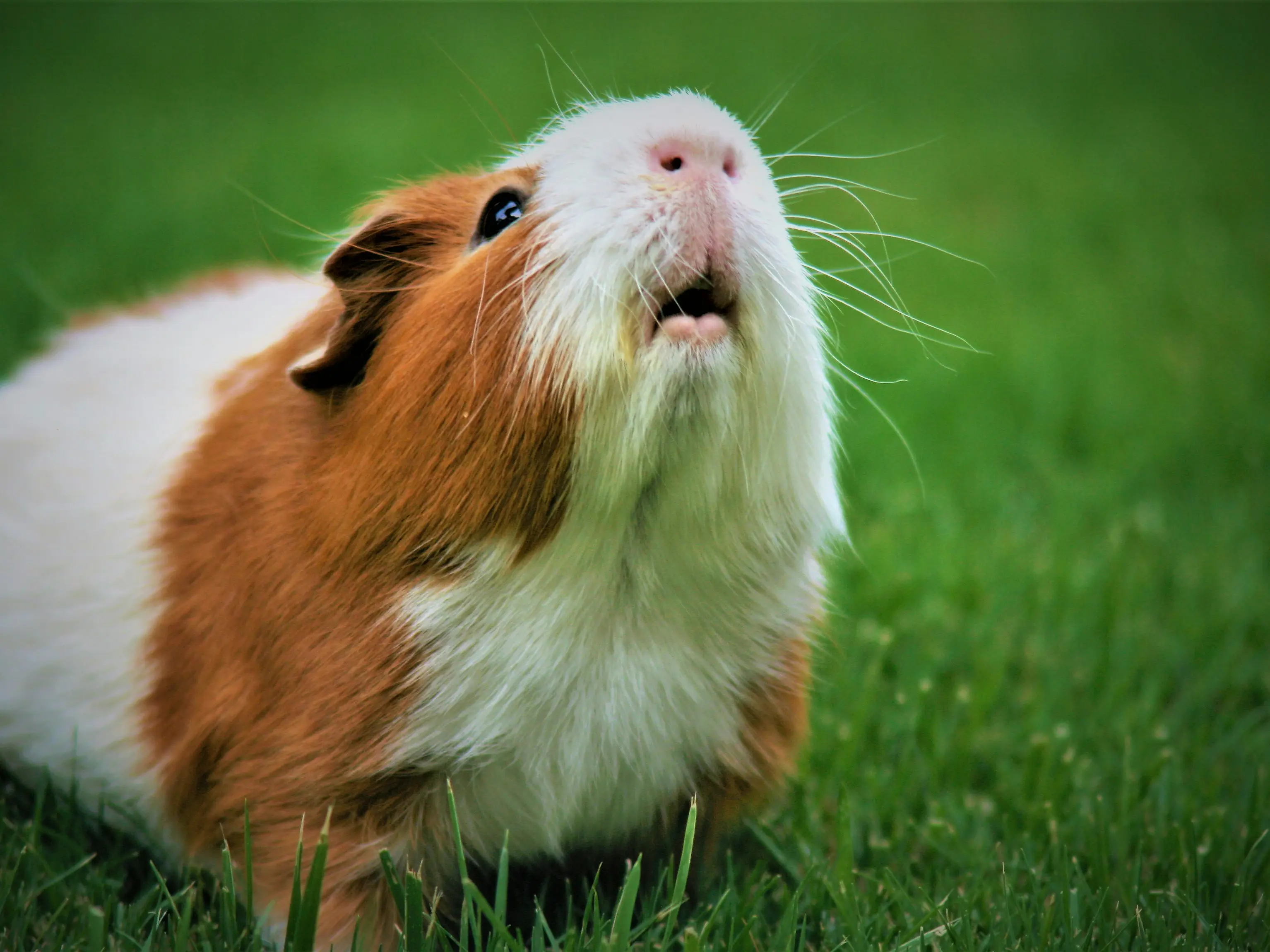 Couple says they will be raising and eating guinea pigs to live sustainably Couple says they will be raising and eating guinea pigs to live sustainably