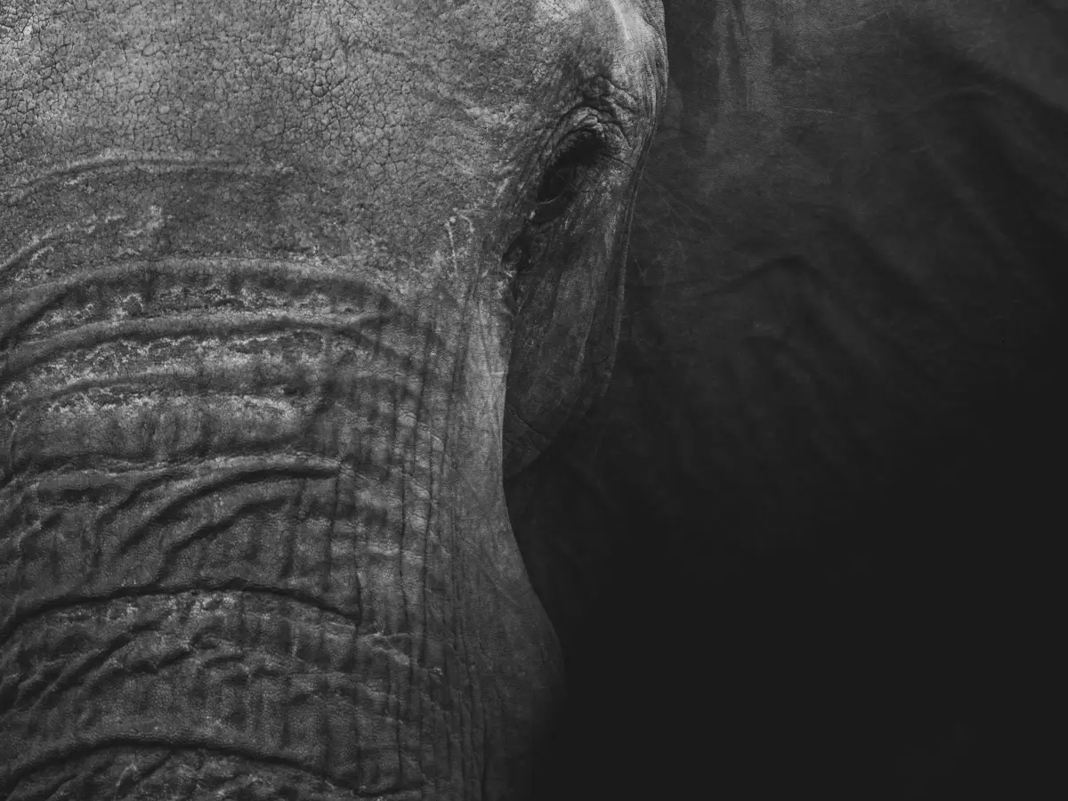 14 years and 17 km: Elephant in Nepal finds same family it attacked in 2012, kills two more members