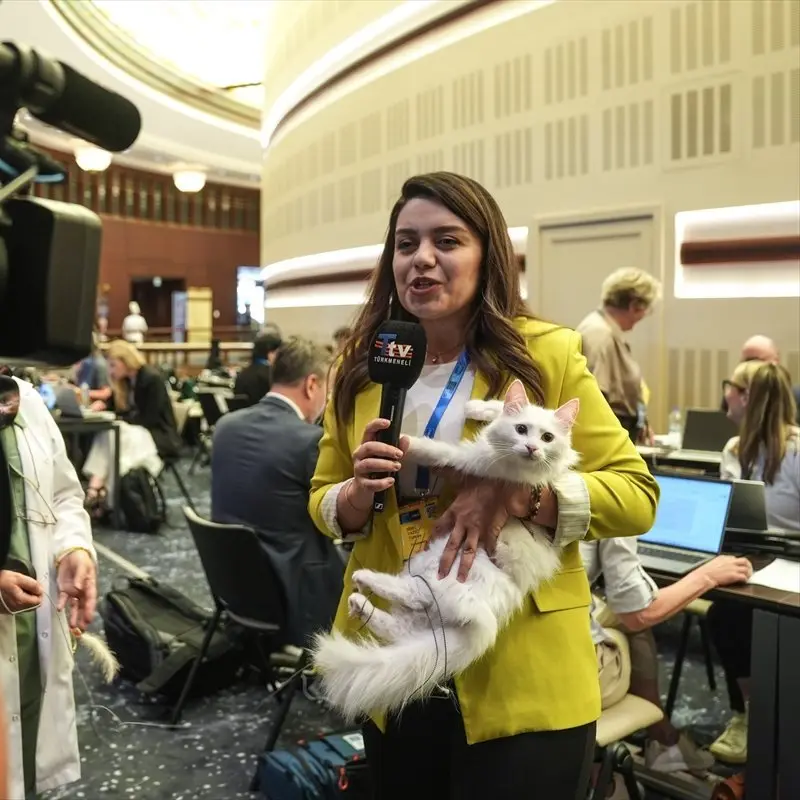 WATCH | Turkish Angora cats steal the spotlight at NATO summit in Ankara