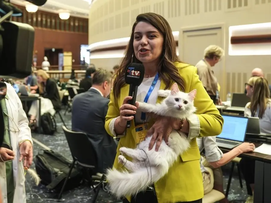 WATCH | Turkish Angora cats steal the spotlight at NATO summit in Ankara