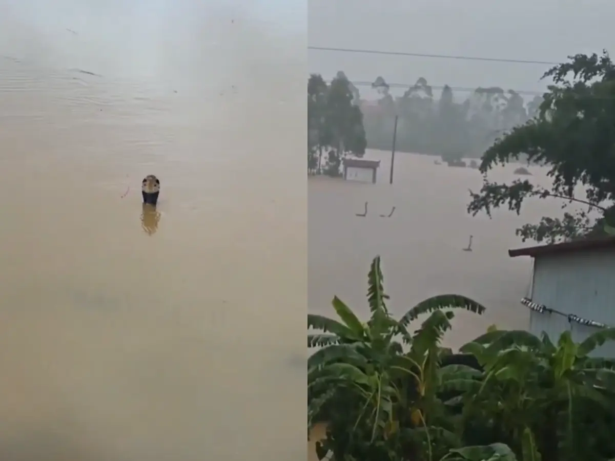 Watch: Over 900 snakes slither through China floodwaters; Typhoon Maysak unleashes venomous cobras - one bitten