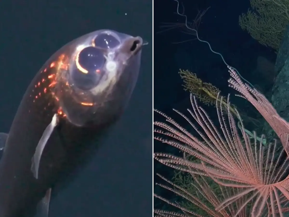 13,123 feet below Atlantic, in the Doldrums, an eerie creature is seen for the first time 13,123 feet below Atlantic, in the Doldrums, an eerie creature is seen for the first time