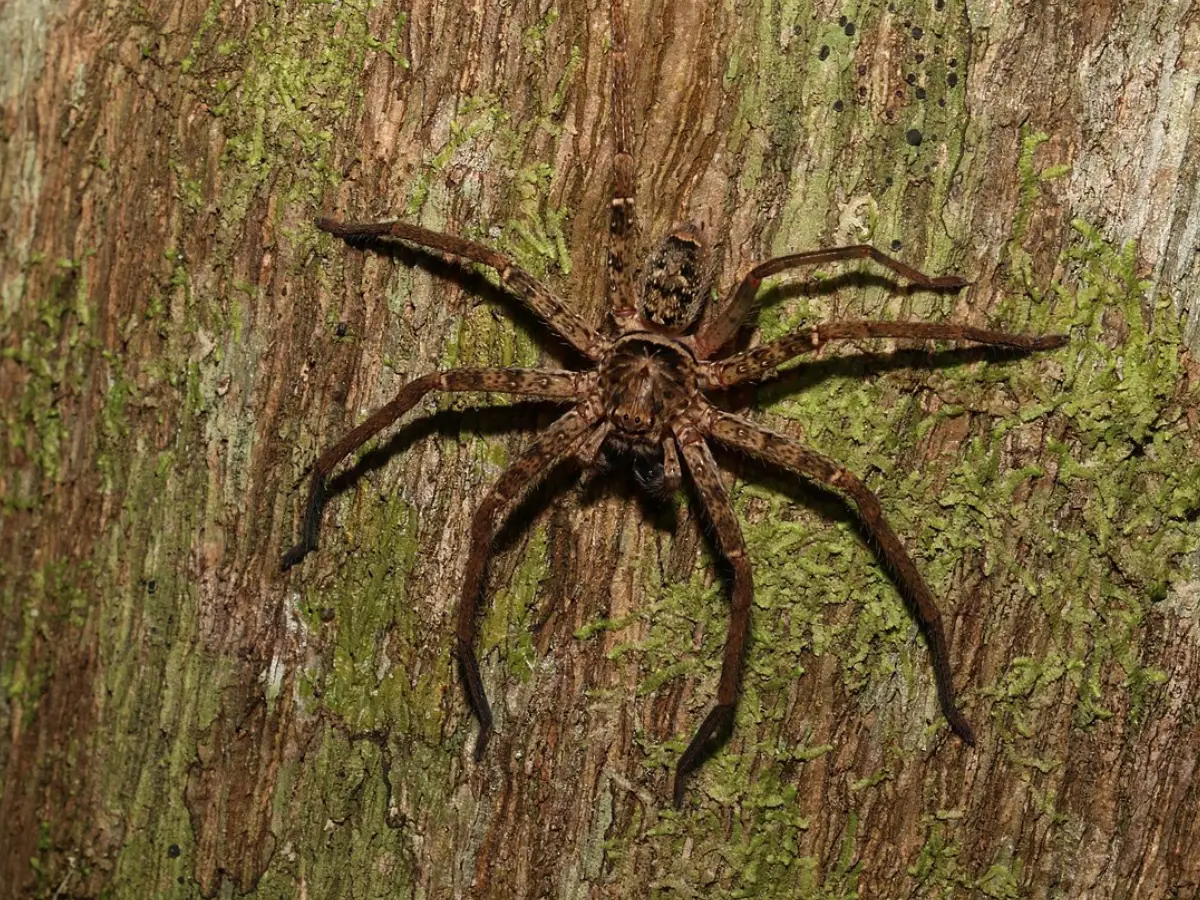 Arachnophobes beware! Fastest spider on Earth, that moves 12 feet in 1 second, has just been identified