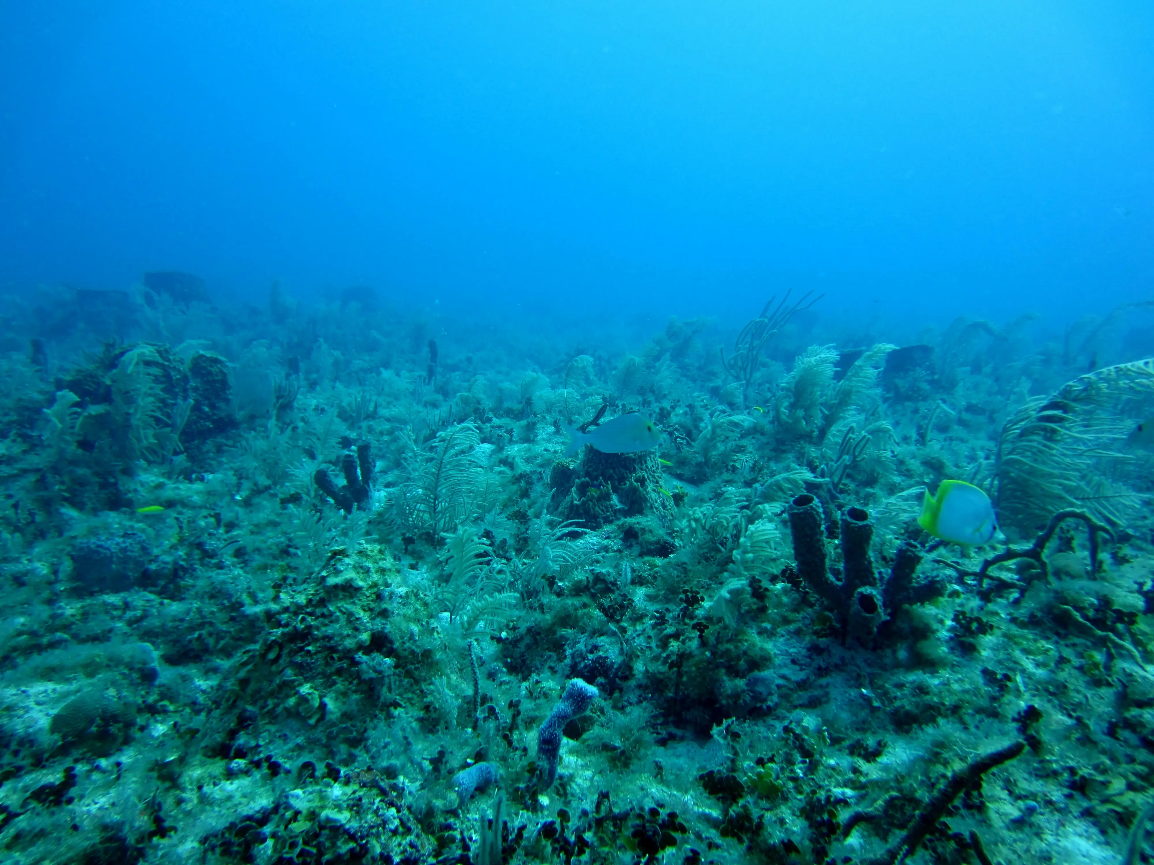 Japanese researchers find invisible gold in massive quantities hiding beneath seafloor