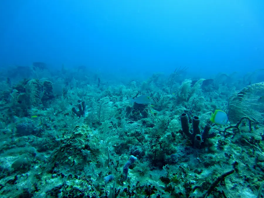 Japanese researchers find invisible gold in massive quantities hiding beneath seafloor