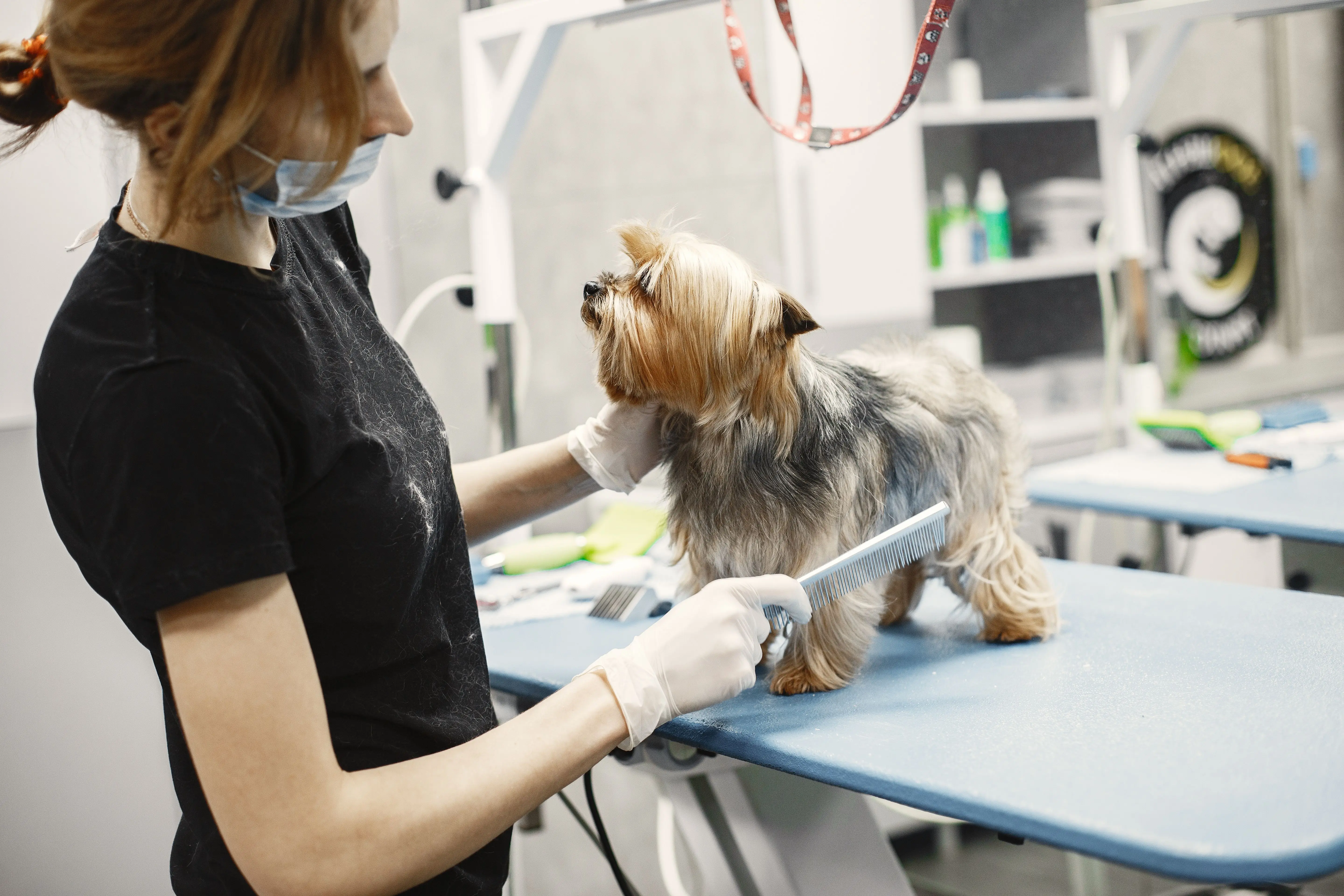 Demographic Reversal: Why Japan's registered pets now outnumber children under 15