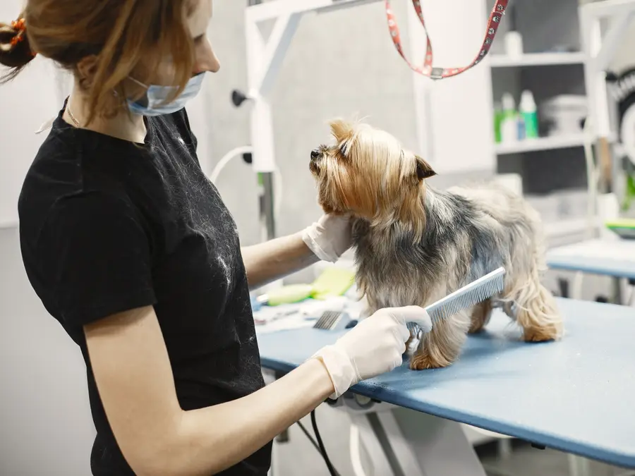 Demographic Reversal: Why Japan's registered pets now outnumber children under 15