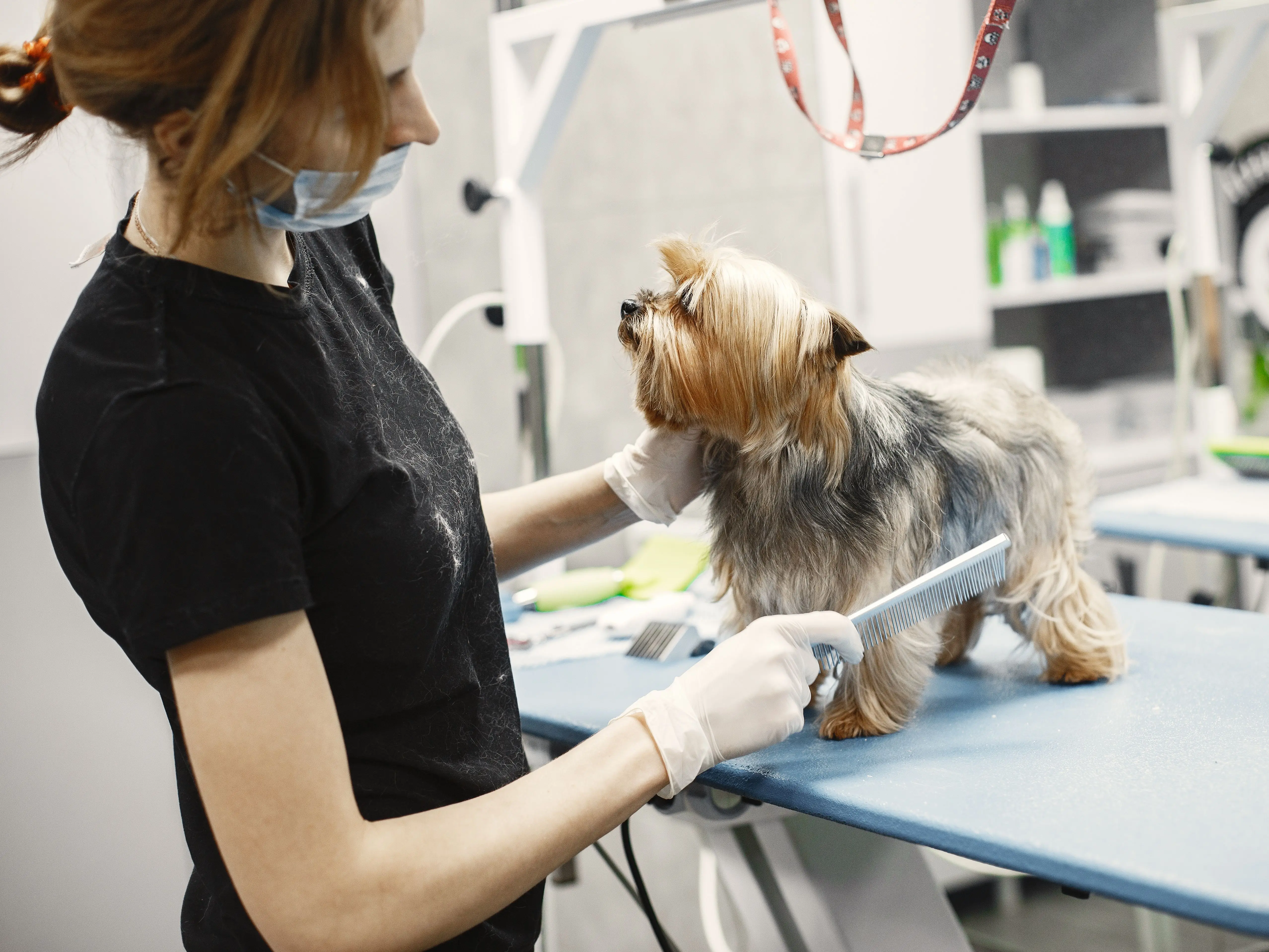 Demographic Reversal: Why Japan's registered pets now outnumber children under 15 Demographic Reversal: Why Japan's registered pets now outnumber children under 15