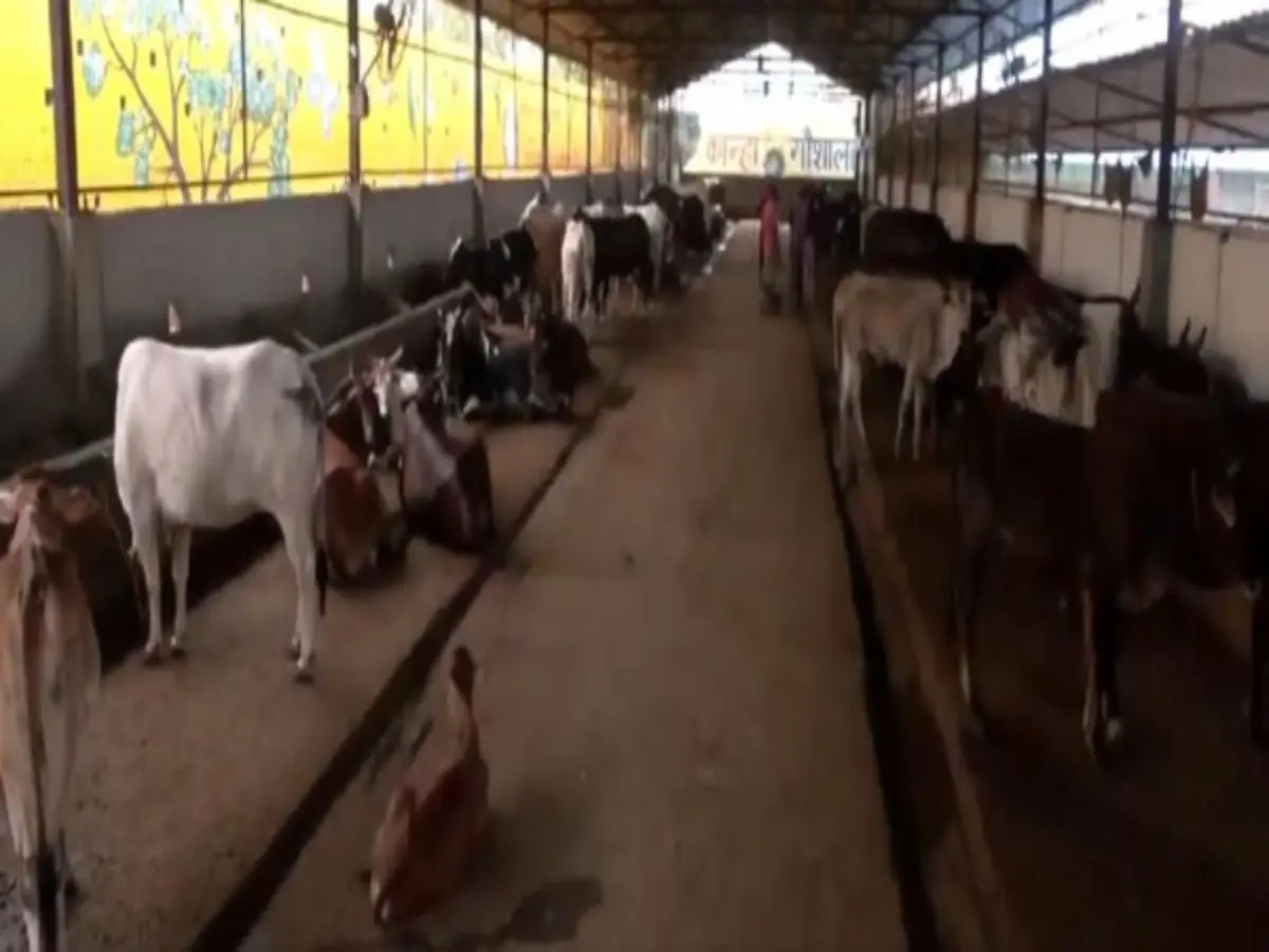 Ban order on slaughter of cows on Bakrid in Tamil Nadu stayed, says Supreme Court