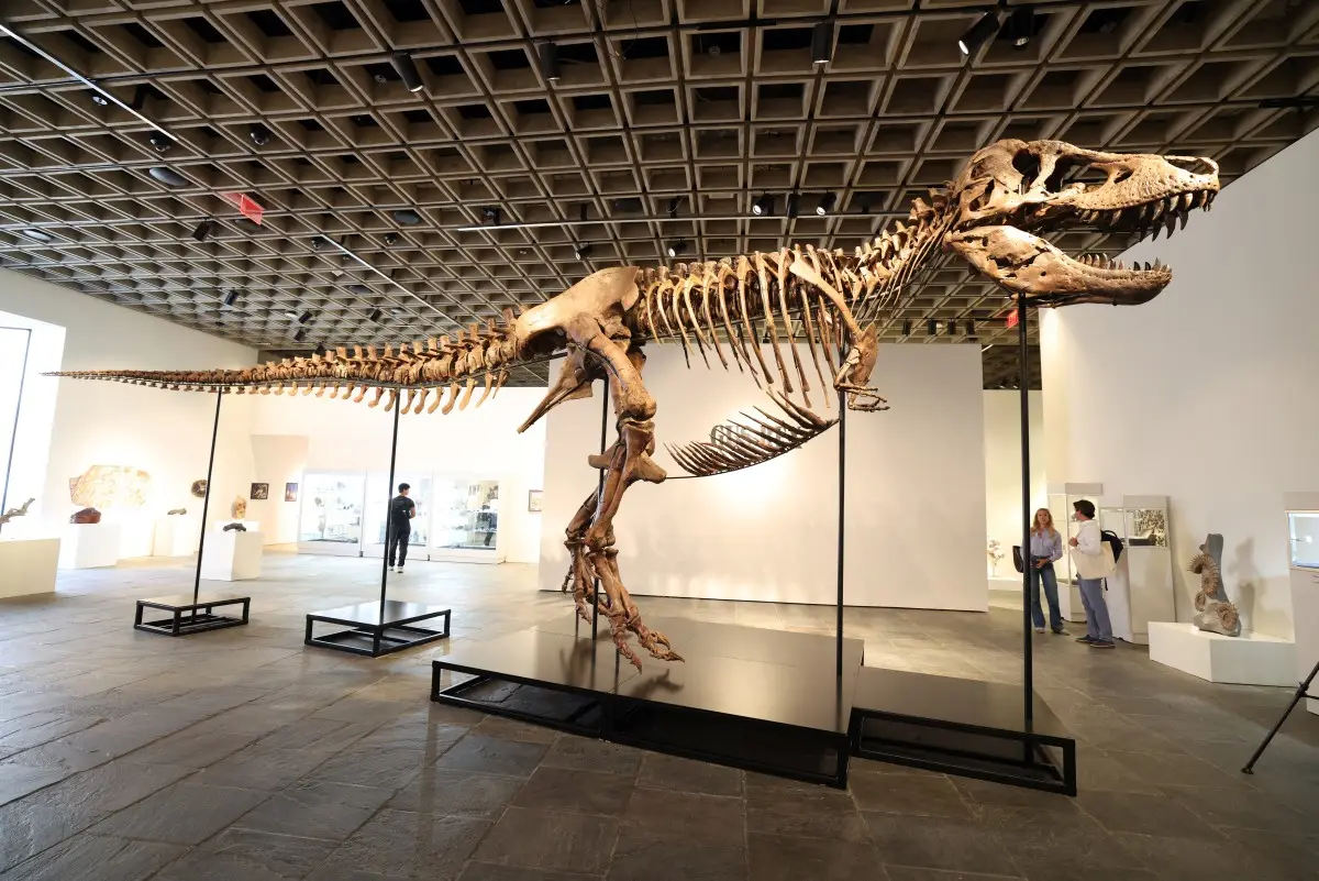 Someone just paid Rs 482 crore for a Tyrannosaurus rex