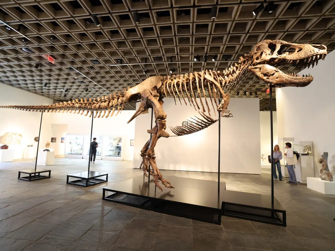 Someone just paid Rs 482 crore for a Tyrannosaurus rex Someone just paid Rs 482 crore for a Tyrannosaurus rex