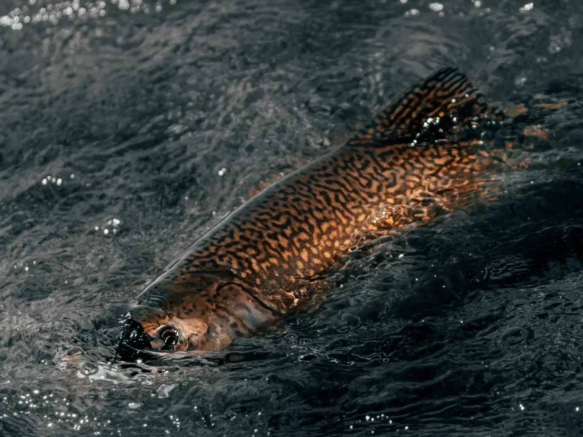 'Monster fish' 20 times their original size are swarming Scottish lochs