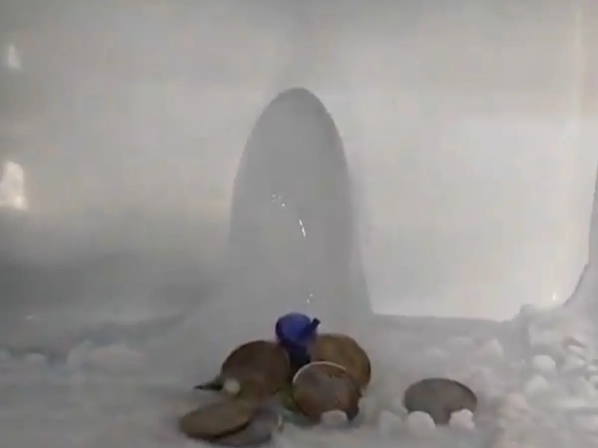 'Shivling' found inside freezer? Agra family's viral ice formation attracts devotees