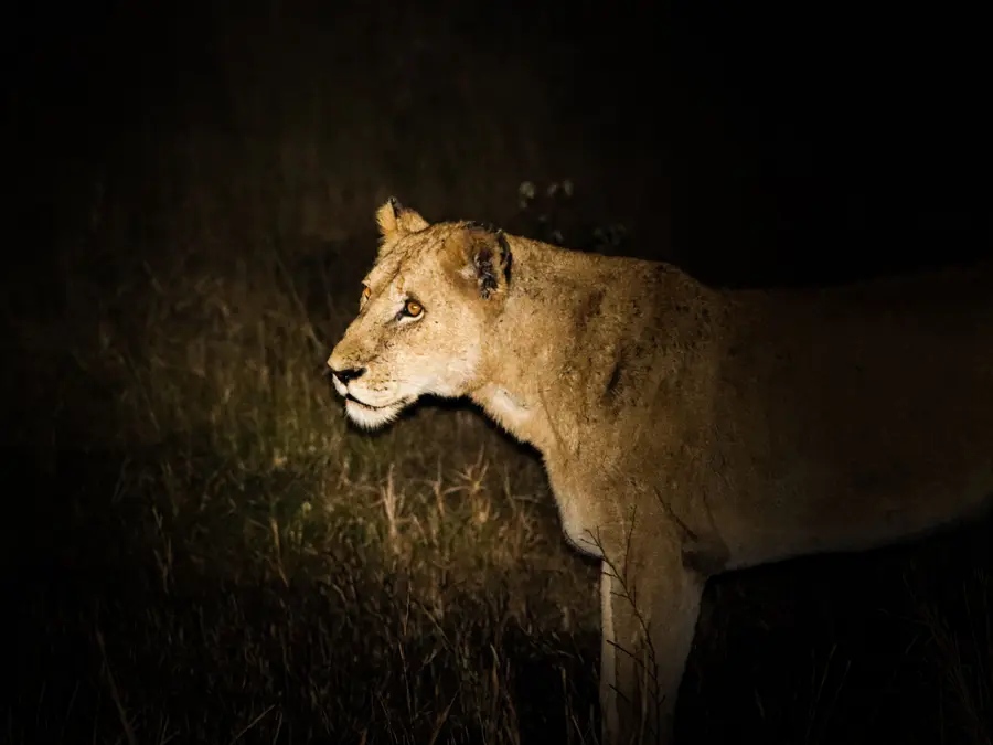 India’s first night safari: Supreme Court clears massive ₹1,500 crore wildlife project in Lucknow