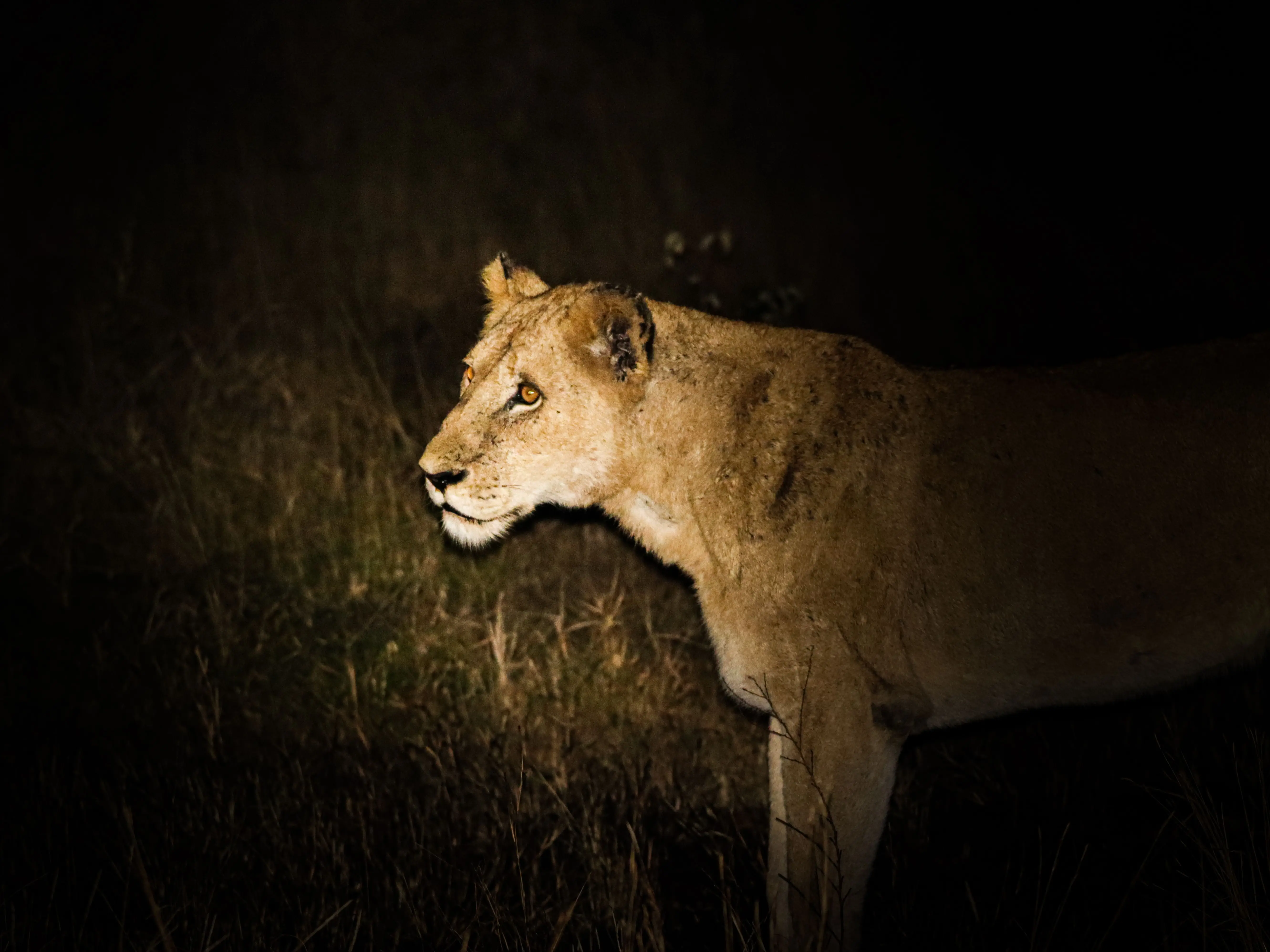 India’s first night safari: Supreme Court clears massive ₹1,500 crore wildlife project in Lucknow