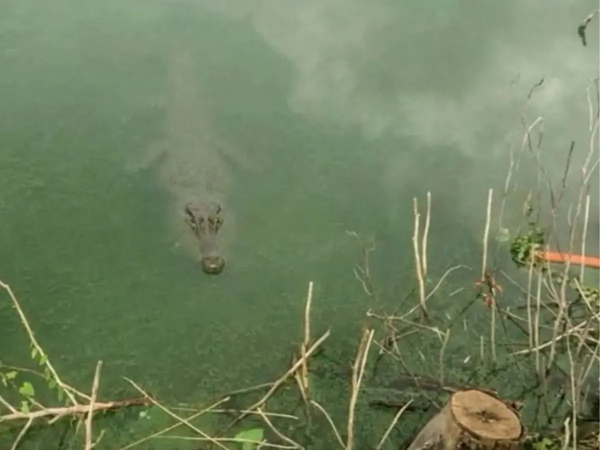 Mysterious crocodile sighting has made an Italian village famous. It may not even exist