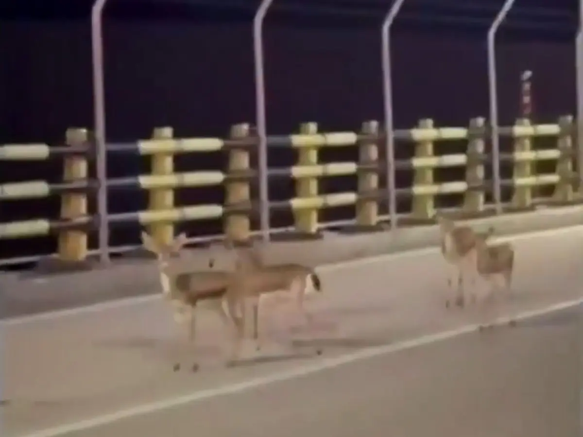 WATCH | Terrified deer flee in panic on Iran’s Kharg Island amid US strikes