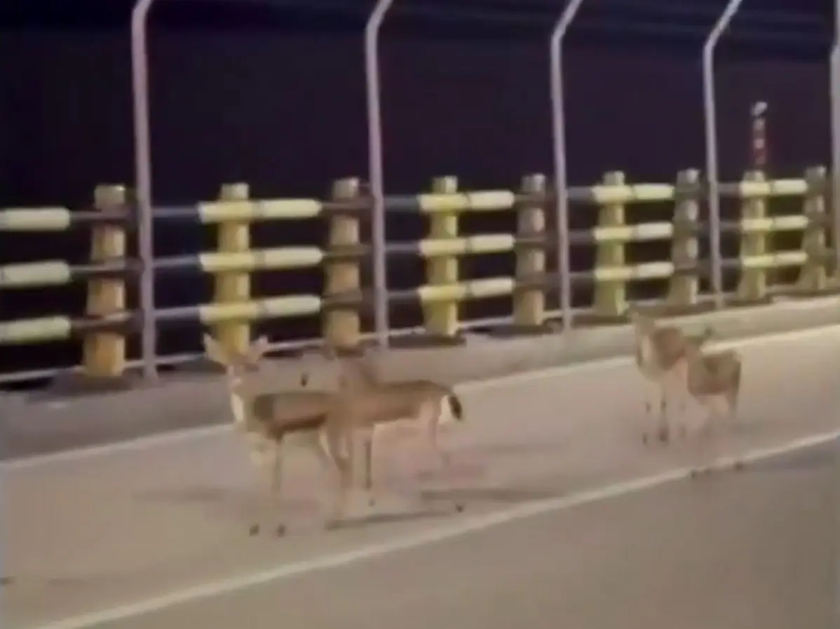 WATCH | Terrified deer flee in panic on Iran’s Kharg Island amid US strikes