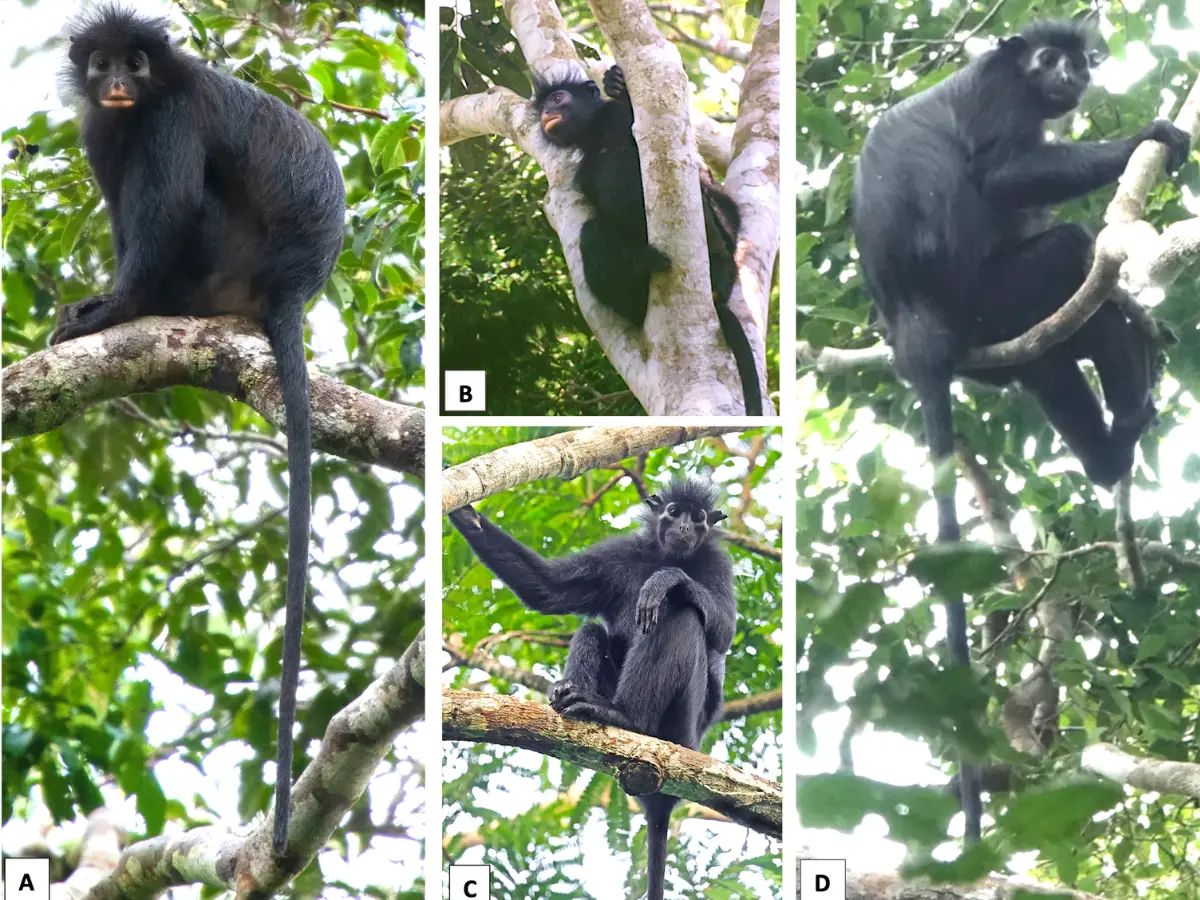 'Shy and watchful' monkey with no thumb and orange lips discovered in Africa