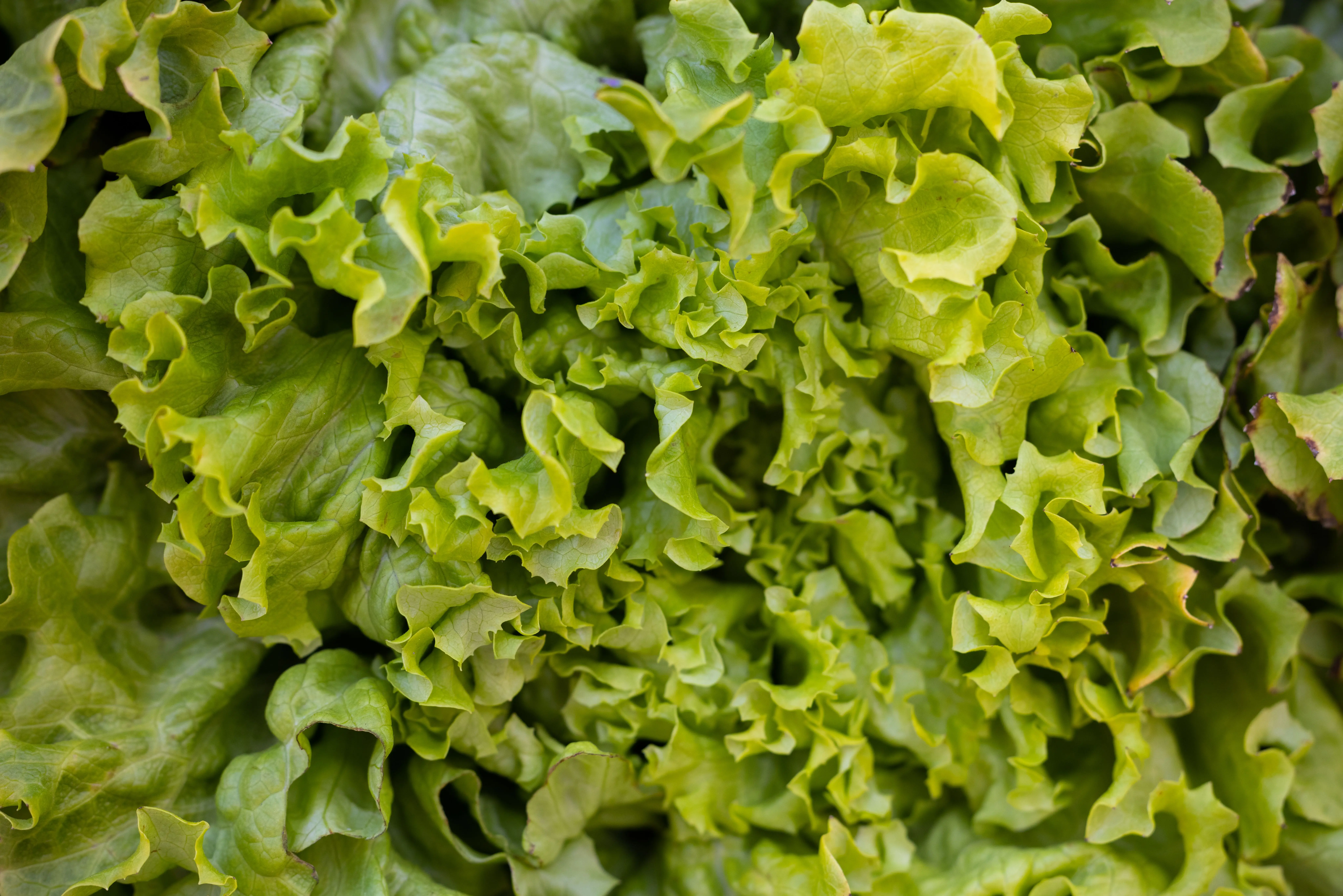 ‘Trump diarrhea’: US government faces heat as Taco Bell removes lettuce over cyclosporiasis outbreak
