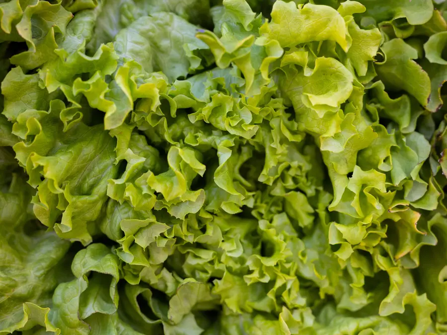 ‘Trump diarrhea’: US government faces heat as Taco Bell removes lettuce over cyclosporiasis outbreak