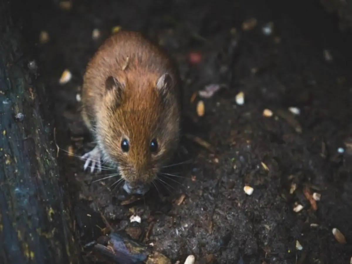 Rats bite six girls asleep in Maharashtra government hostel, inquiry ordered into school condition Rats bite six girls asleep in Maharashtra government hostel, inquiry ordered into school condition