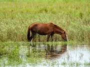 India's rainfall plunges to 24-year low, drought fears return, kharif crops in danger | Gravitas