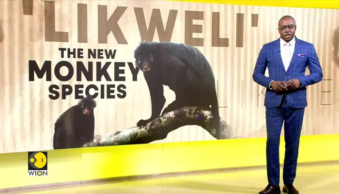 Colobus Congoensis: Fifth new monkey species identified in Africa the last 75 years