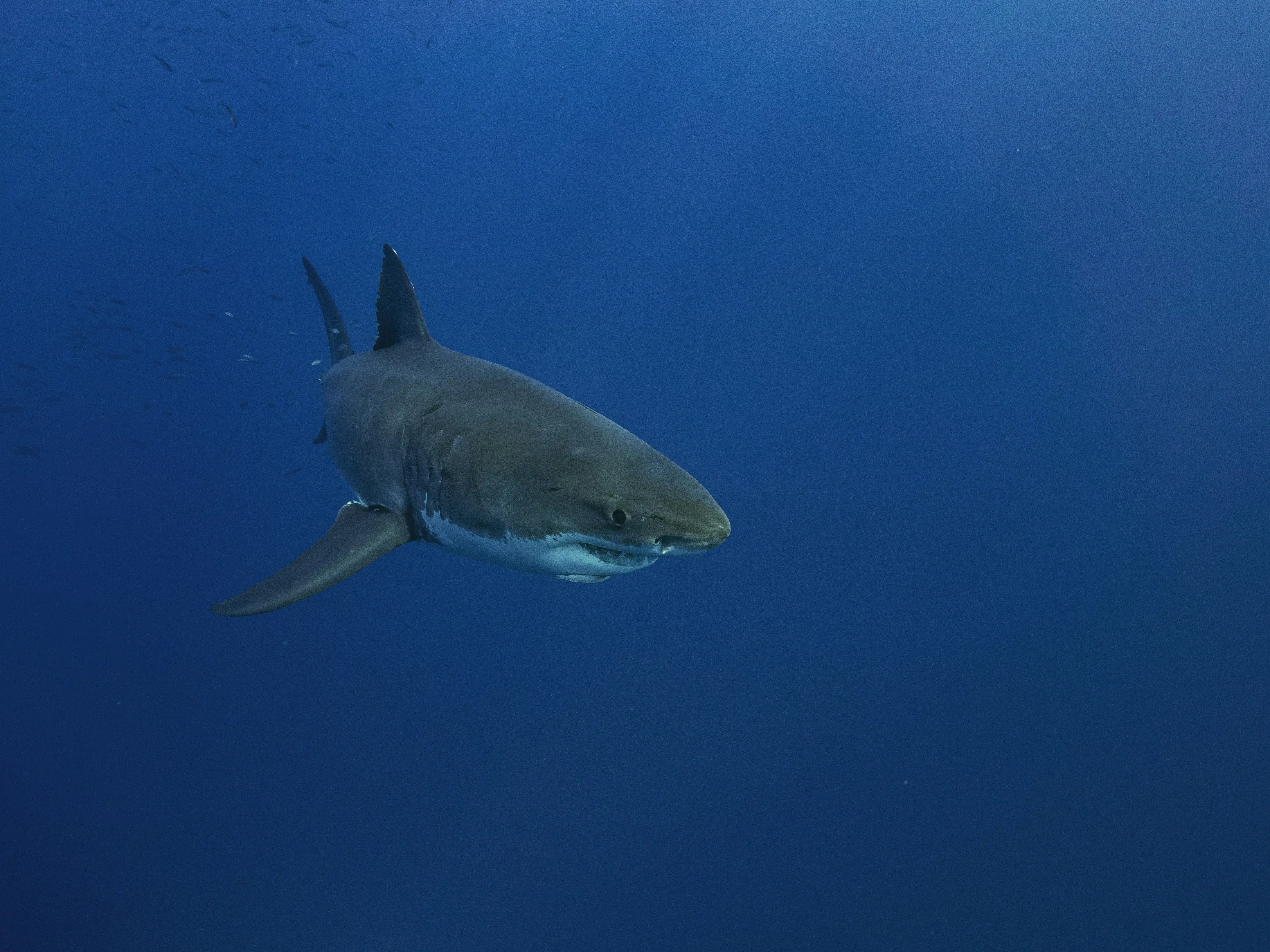 Sharks expected to invade California beaches as Super El Nino heats up the Pacific Sharks expected to invade California beaches as Super El Nino heats up the Pacific