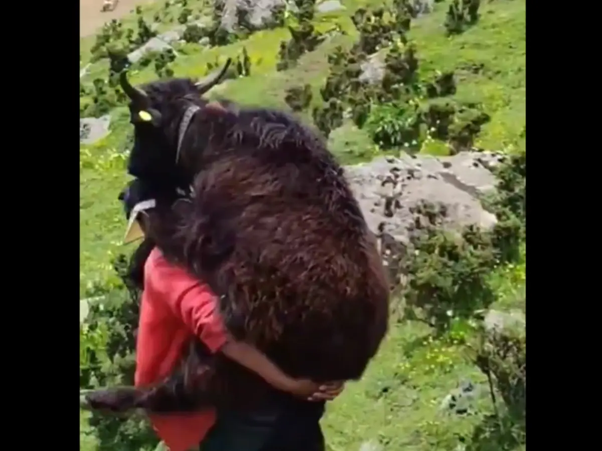 Man carries baby yak on his back and treks a km down the mountain after it falls sick - Video