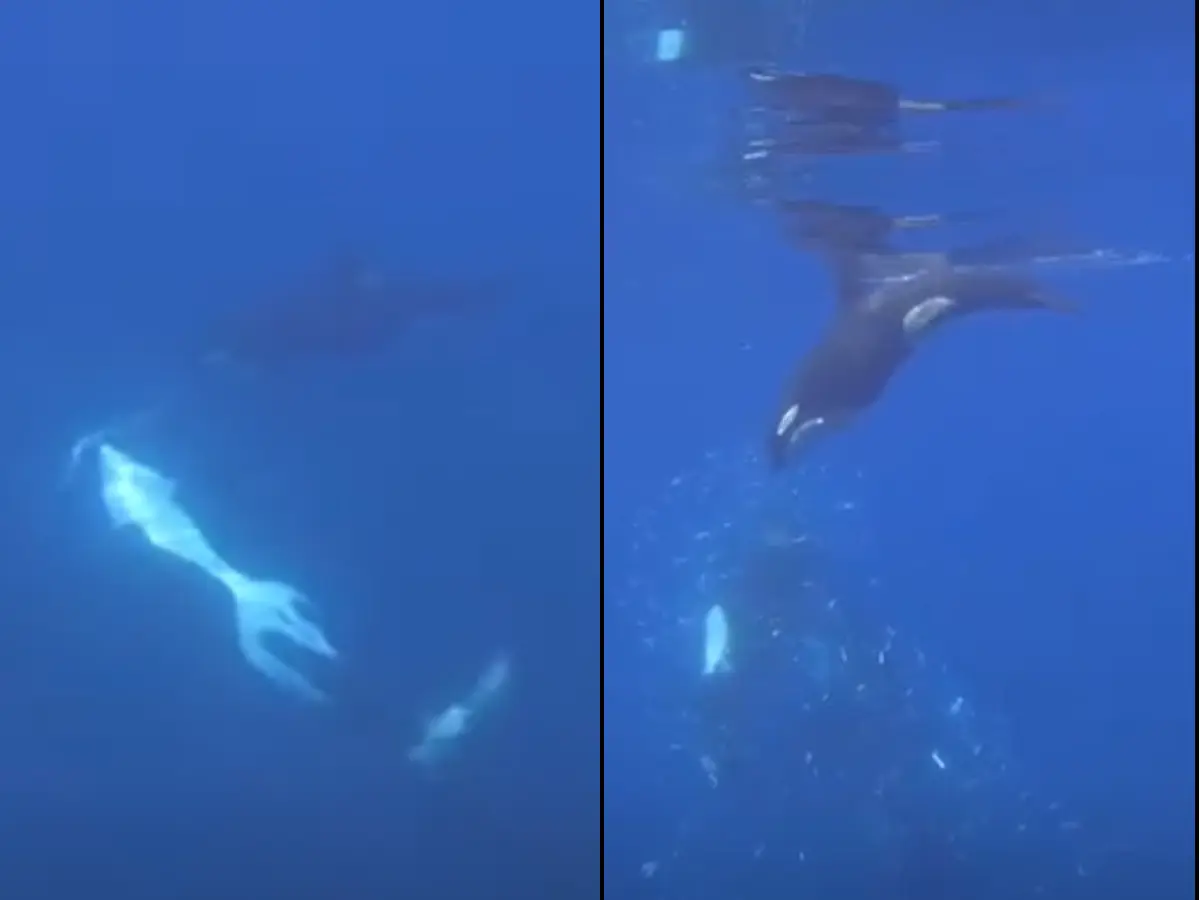 'Oh my god!' Orca deliberately rams into sunfish so hard that it exploded. For food or fun?