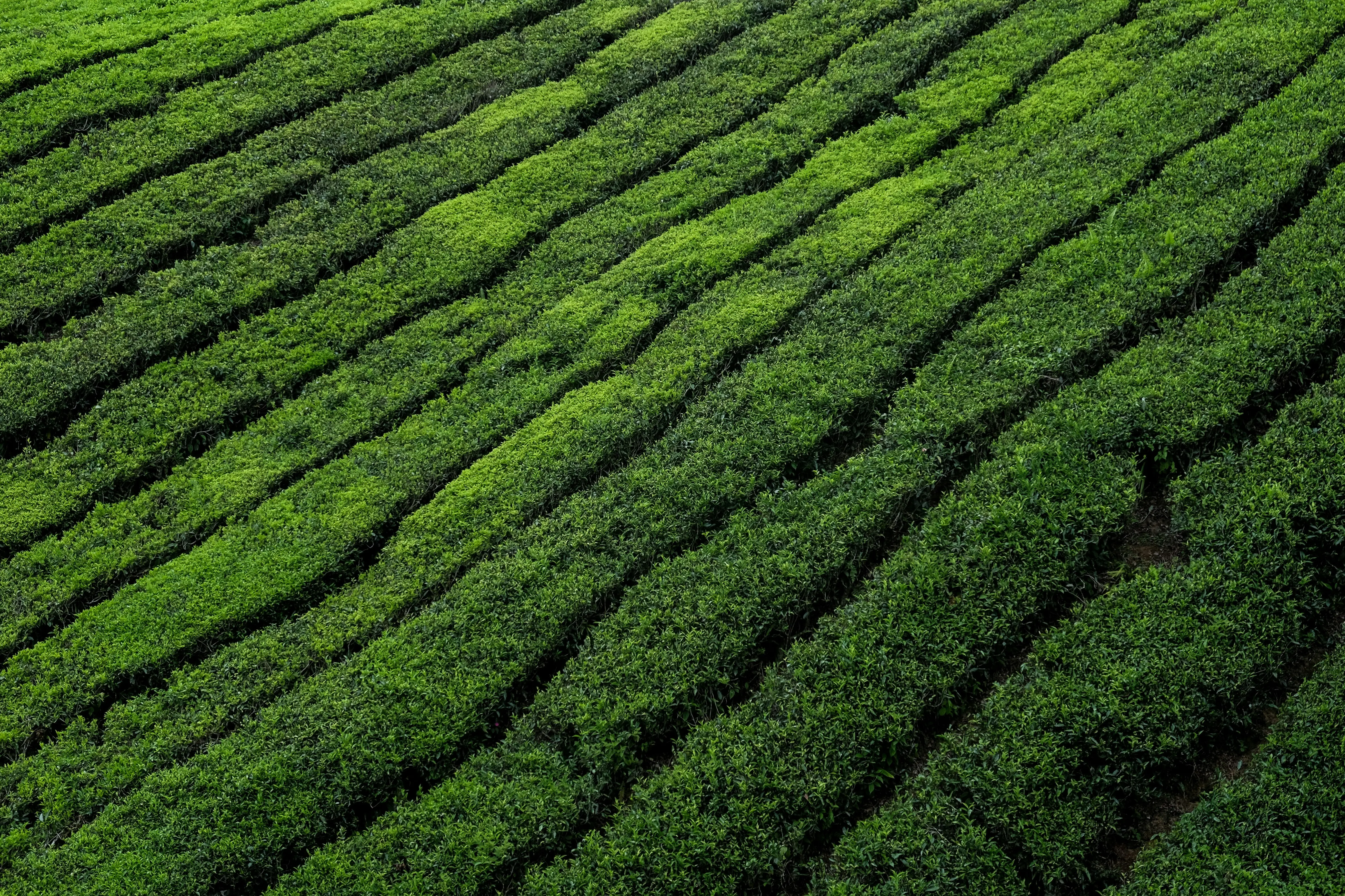 Dry days from Super El Niño claim an Indian favourite victim in the Nilgiris