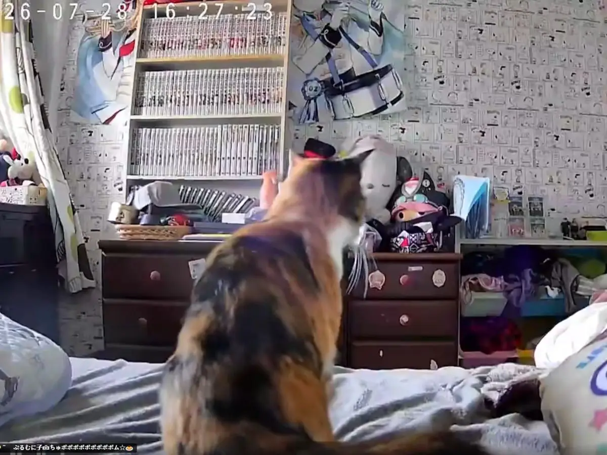 Cat senses Japan earthquake before it strikes